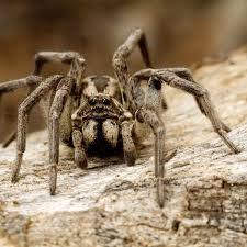 Large brown Wolf spider showing hairy body and excellent eyesight for hunting prey